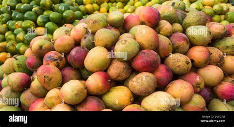 Manera Indica Mango Tommy Fruit In The Traditional Colombian