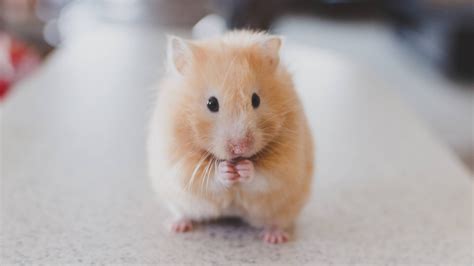 Hamster Care Tips To Keep Your Little Friend Happy And Healthy