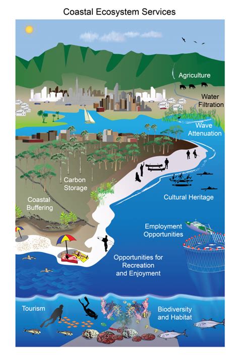 Labeled diagram of an ecosystem. Coastal Ecosystem Services | GlobalChange.gov