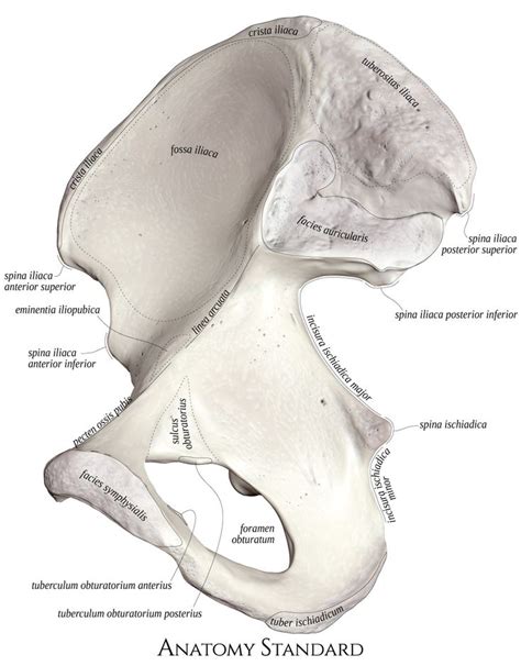 Right Hip Bone Medial Aspect Human Body Anatomy Anatomy Bones