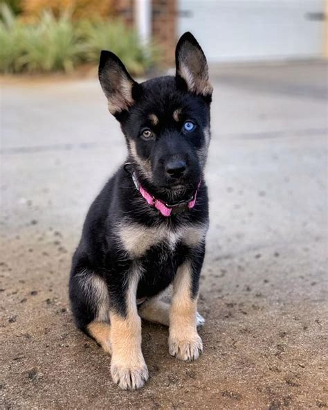 German Shepherd And Husky Mix Puppies