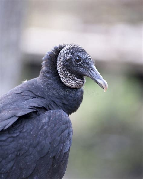 Black Vulture Stock Photos Black Vulture Bird Close Up Profile