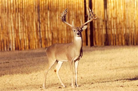 Texas Best Ranches White Tail Deer Experts