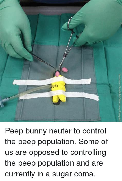 Stratham Newfields Veterinary Hospital Peep Bunny Neuter To Control The