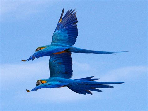 Las 8 Aves Más Hermosas Del Mundo Quedarás Sorprendido Con Su Belleza