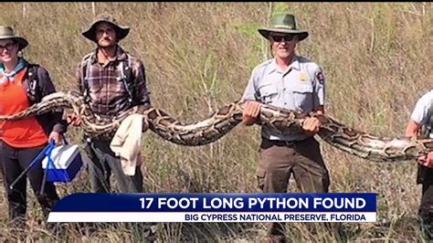 Scientists Just Captured A Record 17 Foot Long Python In Florida