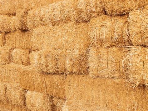 Stacks Of Dry Straw Piled Straw Haystacks Stock Photo Image Of