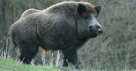 Wild Boar Facts History Useful Information And Amazing Pictures
