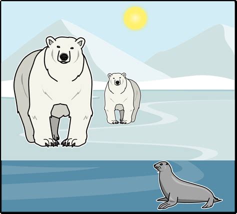 Where Do Polar Bears Live By Sarah Thomson Close Up Of Polar Bear
