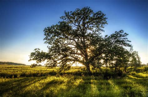 Sunset Oak Photograph By Scott Norris Fine Art America