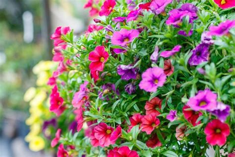 Maybe you would like to learn more about one of these? 17 Full Sun Annuals that Bloom All Summer | Full sun ...