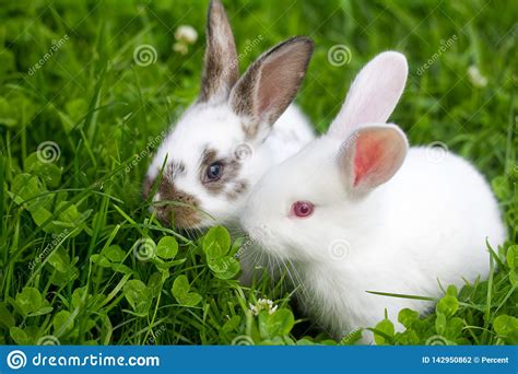 Two White Rabbits Sitting In Grass Stock Photo Image Of Cute Clover