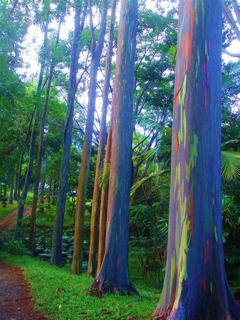 Rainbow Eucalyptus In Hawaii Wallpapers High Quality Download Free