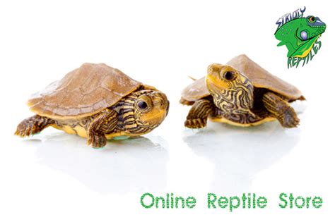 Online Reptile Store - Strictly Reptiles - Wholesale Reptiles