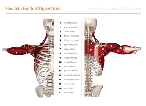 Muscles of upper extremity (posterior superficial view). Free Image Gallery