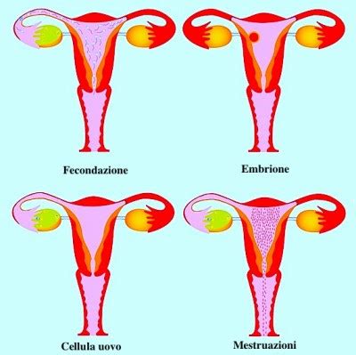 Mestruazioni In Menopausa