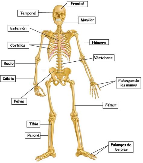 20 Huesos Principales Del Cuerpo Humano