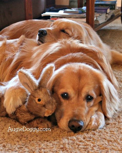 25 Reasons Golden Retrievers Are Actually The Worst Dogs