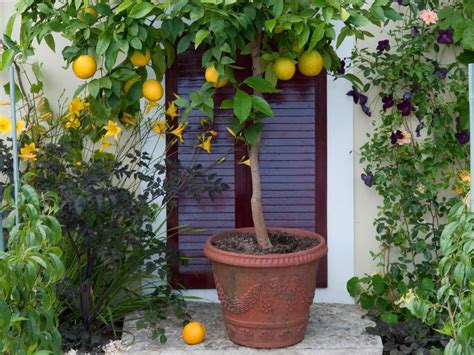Step By Step Guide To Successful Edible Container Gardening Citrus