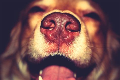 A Dog Nose Can Do More Than Smell It Can Sense Heat