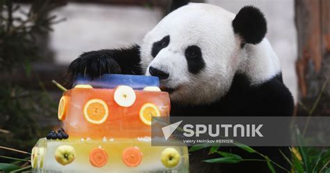 Russia Zoo Pandas Sputnik Mediabank