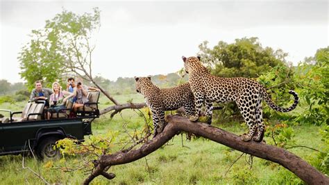 Destino Dos Famosos Vida Selvagem E A Natureza Livre Da África Do Sul