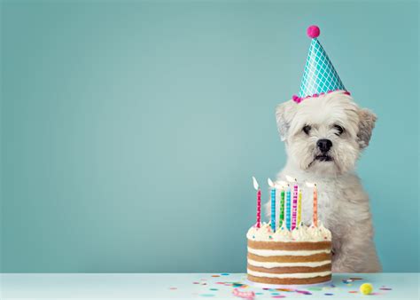 7 Unique Dog Birthday Presents For The Perfect Pet Wishes Choice