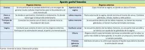 Cuadros Comparativos Entre Sistema Reproductor Femenino Y Masculino Porn Sex Picture