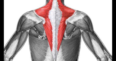 Upper Back Muscles Diagram Muscle Labeling At Washington State