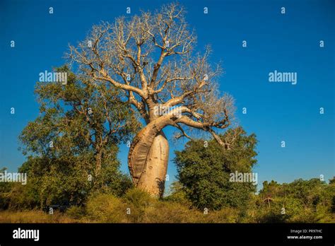 Two Babobab Trees Hugging Twirled Around Each Other Called The Baobab