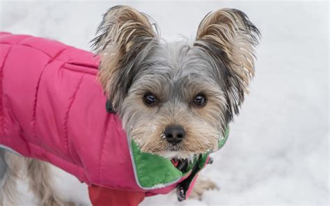 The 6 Best Dog Coats For Yorkies Keep Your Pooch Warm This Winter