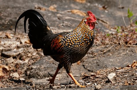 Grey Jungle Fowl Bird Facts Information And Pictures