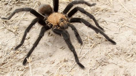 Many myths of the giant camel spider come from the iraq war. Spider speed increases as temperature rises | Science | AAAS
