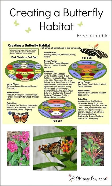 Creating A Butterfly Habitat Free Printable With Diy Budget Landscaping