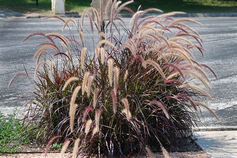 Pennisetum Setaceum Rubrum Falling Water Gardens Plants