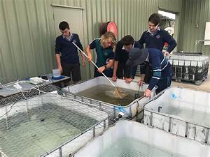 Silver Perch Growth Trials Year 12 Agriculture Investigator College