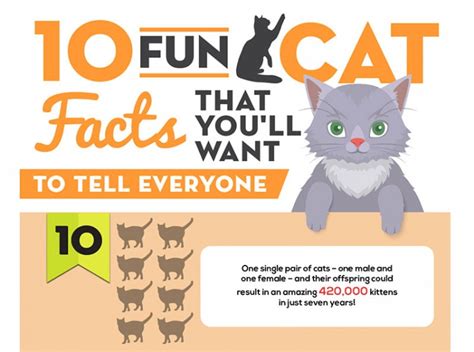Fun Cat Facts