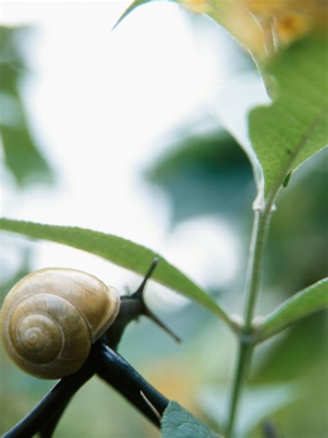There's a pest in the gar. Kitchen Remedies Banish Garden Pests | HGTV