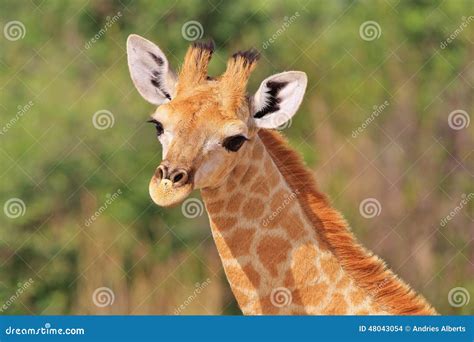 Giraffe African Wildlife Background Baby Animals Are Cute Stock