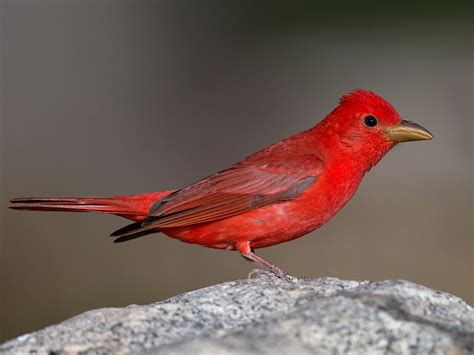 Birds Of The World Cardinals And Tanagers Cardinalidae