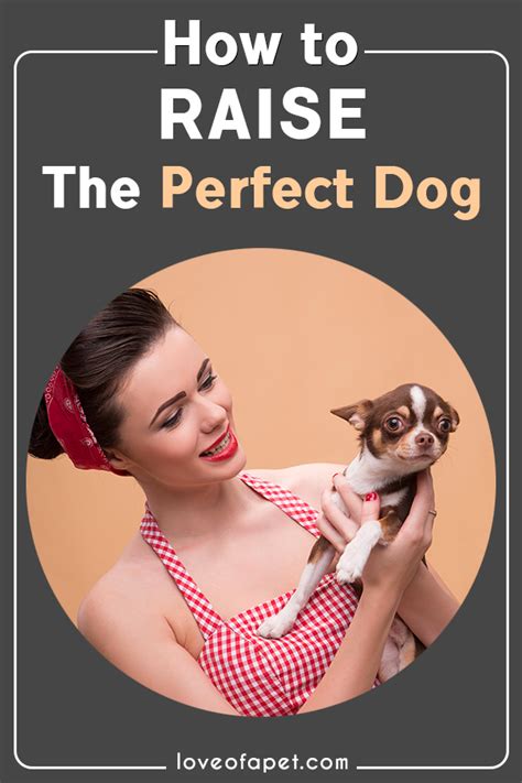 How To Raise The Perfect Dog Everything You Need To Know The Perfect