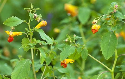 People on all continents have used thousands of indigenous plants and herbs for treatment of ailments since prehistoric times. 5 wild medicinal herbs of the South every survivalist ...
