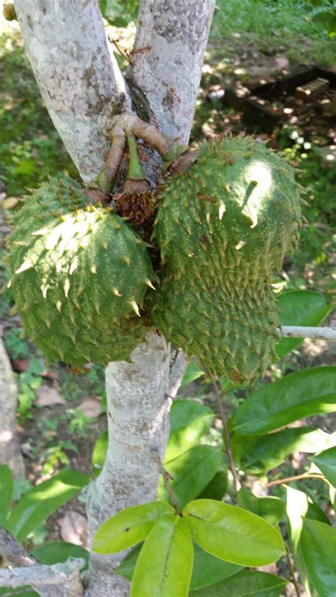 Download now teh daun durian belanda hebatnya 5 kumpulan materi. Warisan Petani: Tanaman Durian Belanda.