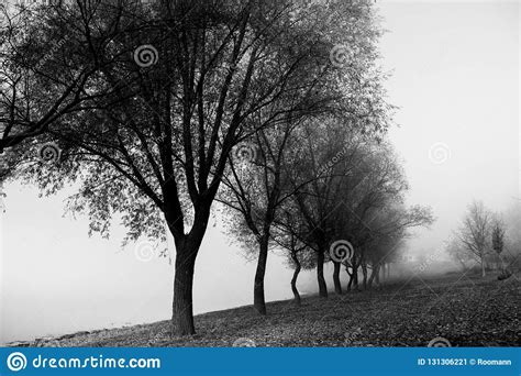 Foggy Morning Summer Landscape With Row Of Trees Misty