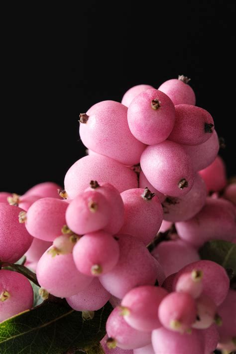 Symphoricarpos Kolster Bv Magical Plants And Flowers