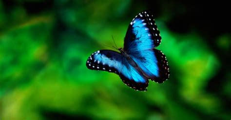 Cool Facts Karner Blue Butterfly
