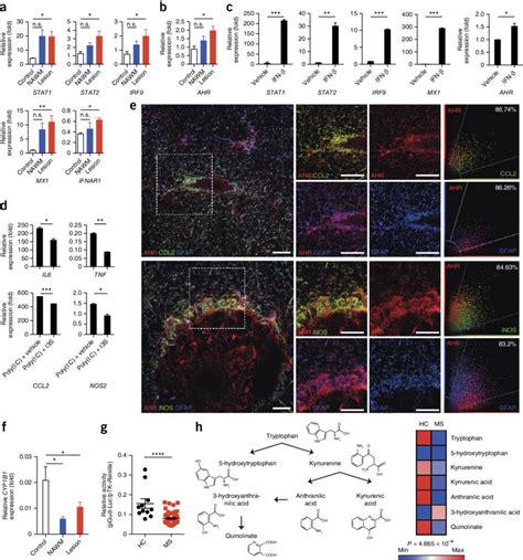 Human astrocyte activation is controlled by IFN β and AHR signaling