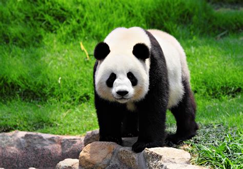 Symbol Ohrožené Přírody Panda Velká Býložravec S žaludkem Predátora