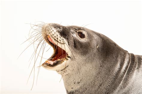 Hawaiian Monk Seal Facts And Photos