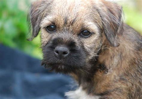 If you are looking to adopt a puppy ? Border Terrier Breeders Near Me | PETSIDI